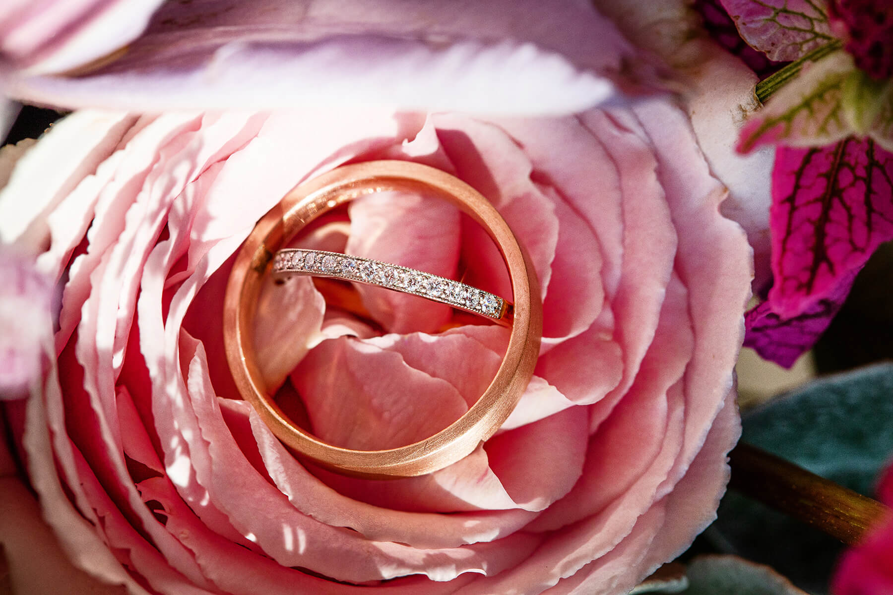 How to prepare for a proposal. Pink rose holding a wedding and engagement ring