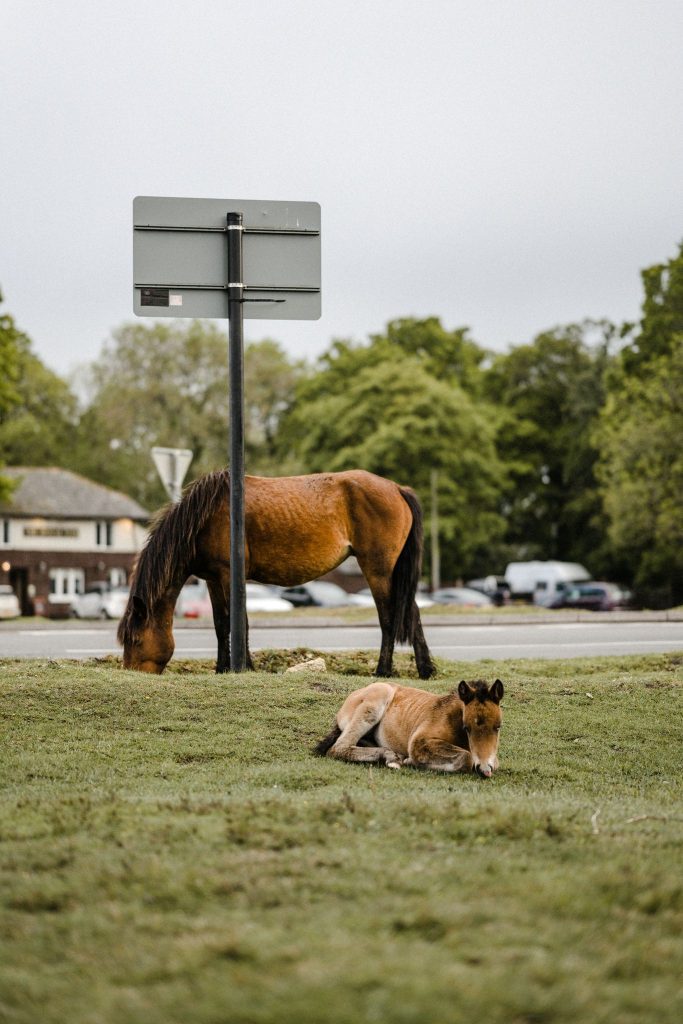 horses roaming in hampshire for a beautiful marquee wedding